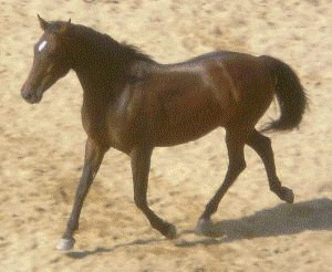 Koně-pok.gif