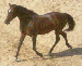 Koně-pok.gif